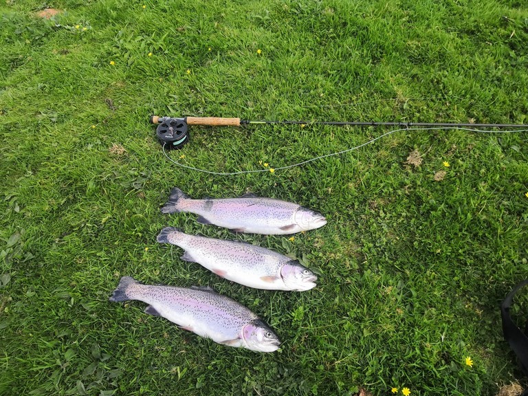 three rainbow trout three fine hawkridge reservoir rainbow trout