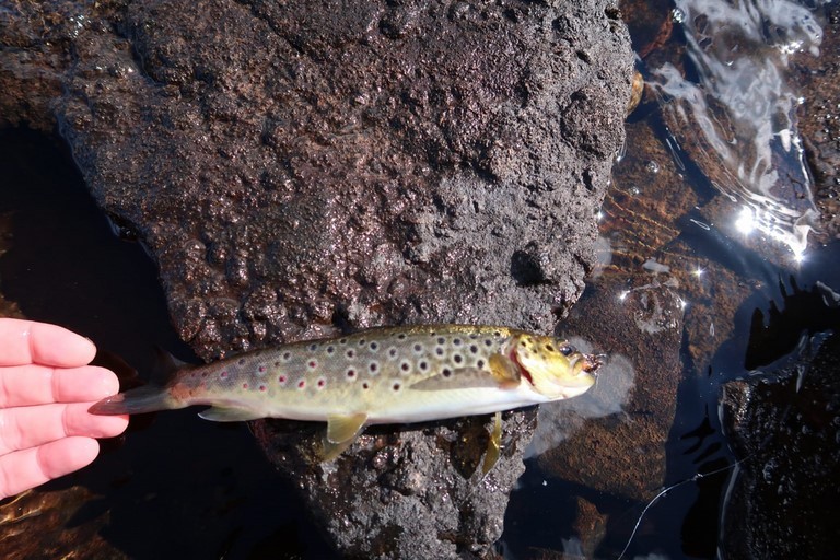 callum with his wild brown trout Callum with his wild brown trout