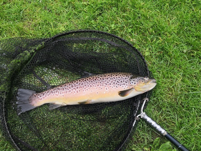 4lb exe bridge fly fishery brown trout
