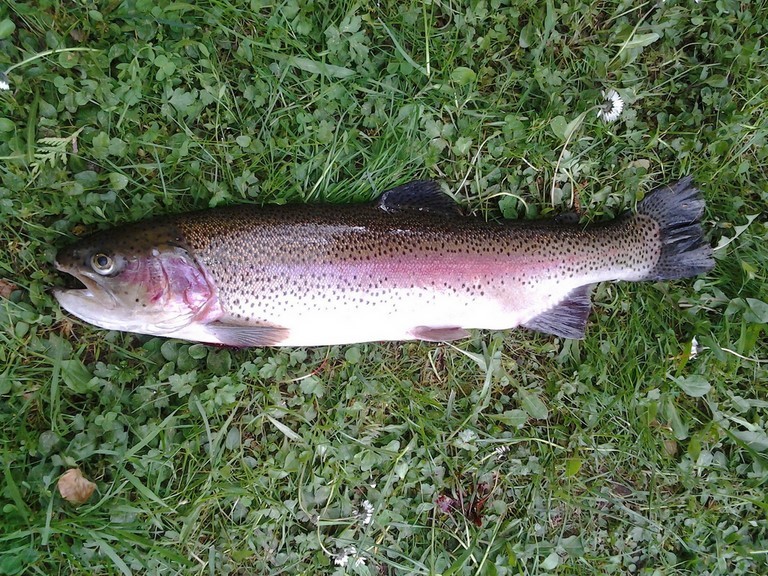 warrens rainbow trout