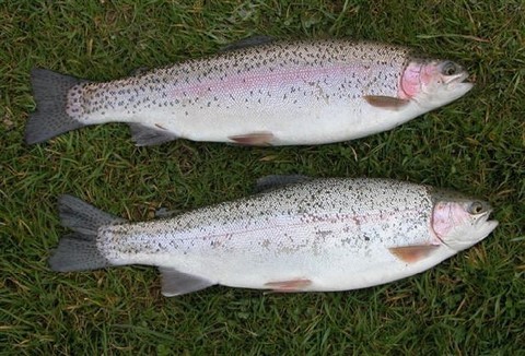 Chris's two rainbow trout
