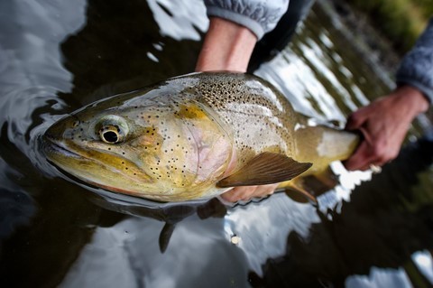 improvers novices fly fishing lesson a brown trout about to be returned to the water